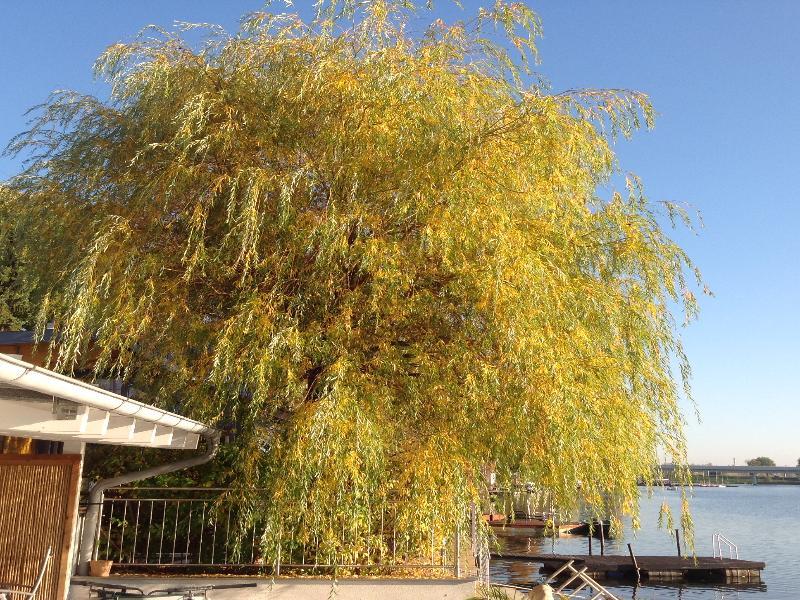 Apartament Ajo - Alte Donau Garden Flat - Self-check-in *
